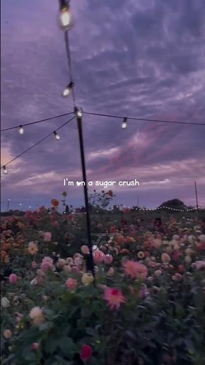 SugarCrash! – ElyOtto | lyrics | aesthetic | WhatsApp Status | slowed | speed up | audio #sugarcrash