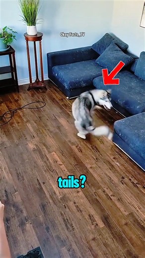Why Does Your Dog Keep Chasing Its Tail? #short #shorts
