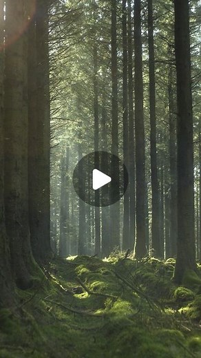 InTentToBe on Instagram: "Warm but moody 🌲🧚 . . Have a peaceful day 🦊💫 . . Filmed on Sony A7 IV, Super Takumar 50mm F1.4, cinesoft subtle . #hiking #hikingadventure #forestbathing #rivervalley #forests #forestwalk #forestlovers #woodland #dartmoor #meditation #meditatedaily #outdoorslife #thegreatoutdoors #forestadventure #naturelovers #peaceful #moodygrams #wildnerness #zen #peacefulmind #sonya7iv #spruce #agameoftones #treelovers #natureperfection #natureperfect #folkgreen #shinrinyoku #wo