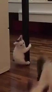 Kitty tries pole dancing 😊 Join our group: Purrtacular | Purrtacular