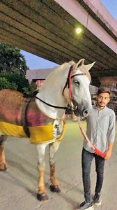 Mast Ali Badshah❤️ Lahore | Zuljinah Waley