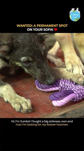 Adopt don’t shop !!
