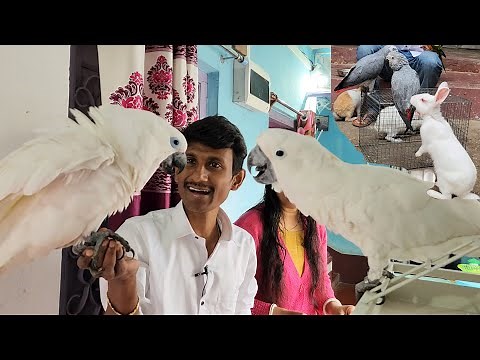 What Is Blue-eyed cockatoo / Perfect Bird Care & Feeding Tips.