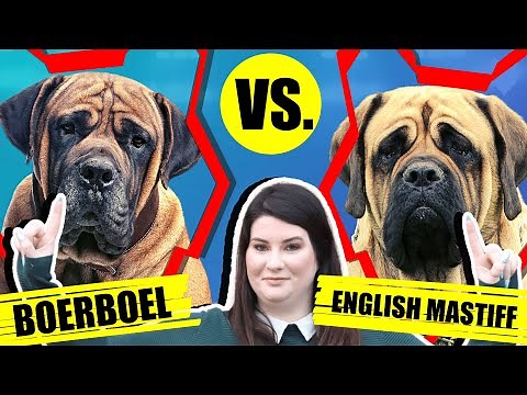 BOERBOEL VS ENGLISH MASTIFF
