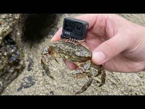 GIANT CRAB Camera on it Back showed in HOLE!