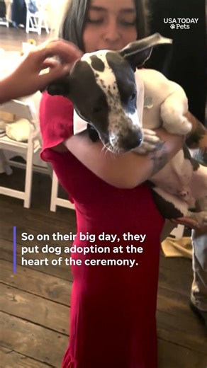 Bride and groom use their big day to highlight adoptable rescue dogs