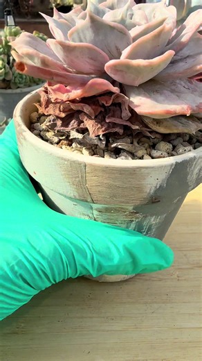 多肉植物の枯葉取りとASMR体験