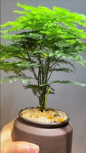 🌿 Asparagus Fern Care Guide | Growing Tips, Benefits & Indoor/Outdoor Secrets #indoorplants #yt