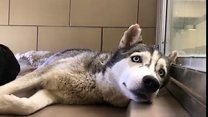 ADOPTED ⭐️ Meet Bella. Bella entered the shelter as a stray on 7/2. Here’s the thing, Bella has a microchip & was on a microchip hold until 7/18. Multiple attempts have been made to locate her owners, & no response. Bella is 44lbs & came into the shelter infested with ticks. She’s status YELLOW & labeled as having low sociability. Our impression of Bella? Quiet, curious & she’s been let down in the past. Who’s going to be her hero? SHELTER NOTES 📝: “Came in tick infested. Low sociability” 📍 PL