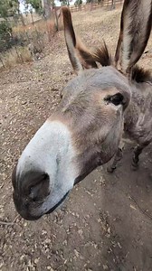 Fab 5 Blanche "boop" #boop #donkeys #cuteness | Oscar’s Place Adoption Center & Sanctuary