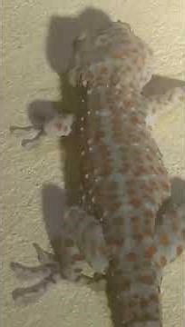 large lizard 🦎 crying #funny #foryou #youtubeshort