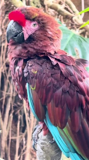 Tropical Vibes & Tiny Monkeys 🐒✨