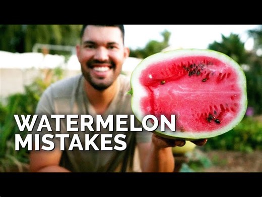 Common Watermelon Growing Mistakes to Avoid