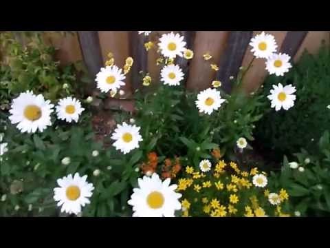 Dividing Daisies Update