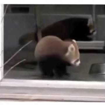 Red panda gets scared