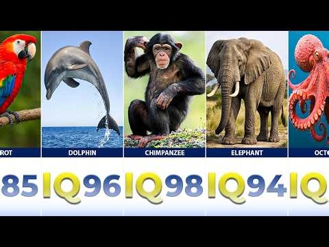 Animal Intelligence Comparison