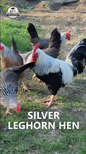 300 Eggs and INSTANT Auto-Sexing Chicks! 🥚🤯