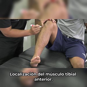 1.9K views · 79 reactions | Parte 2: Localización del músculo tibial anterior Guarda el video para verlo de nuevo #fisiolovers #fisioterapia #kinesiologo #fisioterapialapasionquenosune #fisio #kinesiologo #anatomia #musculos #pie #anatomiahumana | Fisioterapia en Movimiento | Facebook