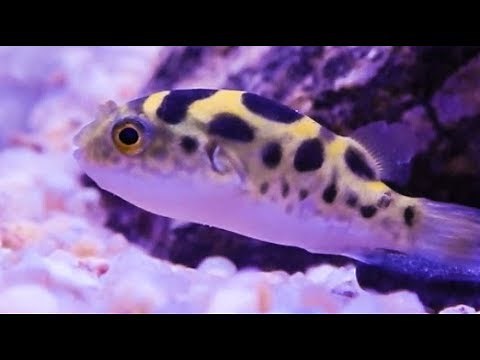 Puffer Fish Care & Tank Set up Guide (Dichotomyctere fluviatilis)