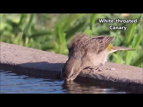 HOW DO BIRDS DRINK WATER SERIES: 'sip and tilt' and 'sucking' methods