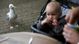 De brutale (en beschermde) meeuw rukt op in de stad: 'Net Bonnie en Clyde'