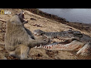 National Geographic Documentary - Fight of crocodiles and baboon - Wild