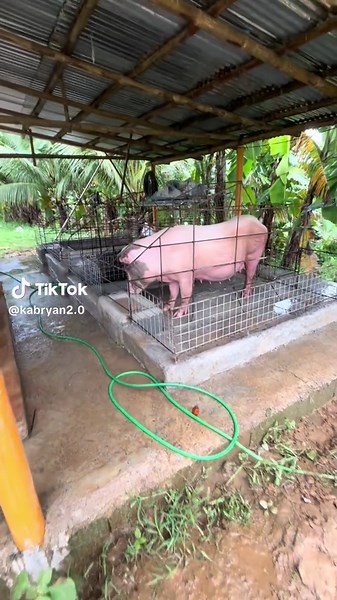 Insights into Sustainable Pig Farming Practices