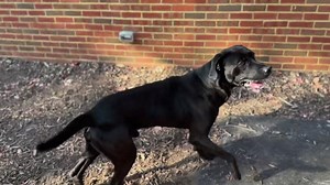Meet Forrest our Jay Day and The Day Home Team, LLC Pet of the Week! Forrest is a Labrador Retriever mix that was found in October in Keymar. He is five years old with so much personality. He’ll be great in a home with kids. To meet him contact Frederick County Animal Control, Maryland 301-600-1546! Special thanks to Frey Agricultural Products and Johnson & Johnson Heating and Air Conditioning for helping make Pet of the Week possible! | Free Country 99.9 WFRE