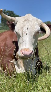 30K views · 608 reactions | Mike vibes in the pasture today ❤️ | Daniel McKernan | Facebook