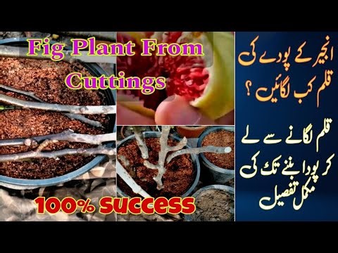 How To Grow Fig Plant From Cuttings | Easy Step-By-Step Method