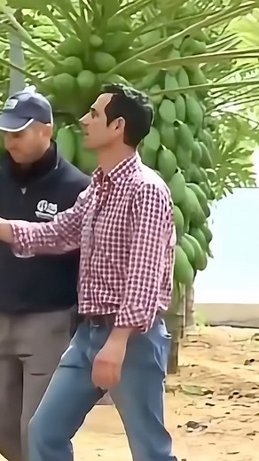 1.2M views · 10K reactions | Manfaat getah pepaya yang luar biasa #tanduria | Tanduria | Facebook