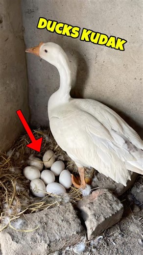 Goose Duck Kudak😱
