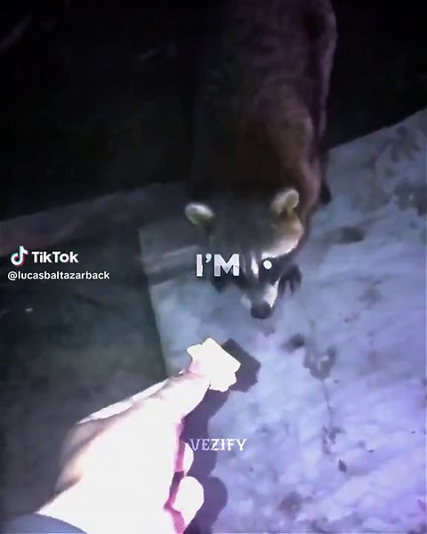 joker (@baby_joker26)’s videos with original sound - joker