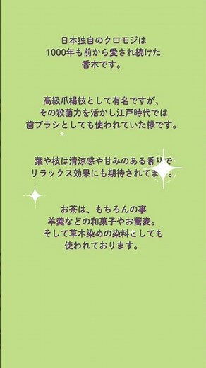 1000年以上愛される日本の香木「クロモジ」の魅力🌿 Kuromoji: Japanese aromatic wood