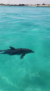 Shell Island Dolphin Tours LLC on Reels