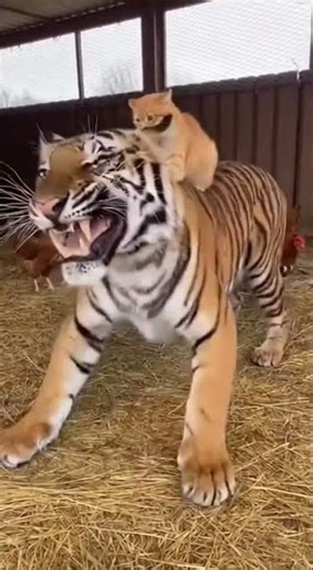 Brave Cat Smacks a Tiger’s Head—Until the Tiger Finally Snaps!＃cutepets #萌宠 #귀여운 애완동물 #かわいいペット