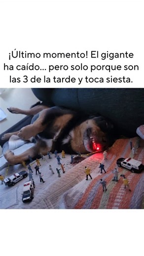 No molestar a Dogzilla #perro #gracioso #reels #godzilla #siesta | Beto ElPerro