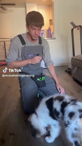 Meet Lyla! This 12 week old pup learns the touch command quick! #dogtraining #dogtrainer #dogs #dogtrainingtips #dogobedience #puppytraining #puppy