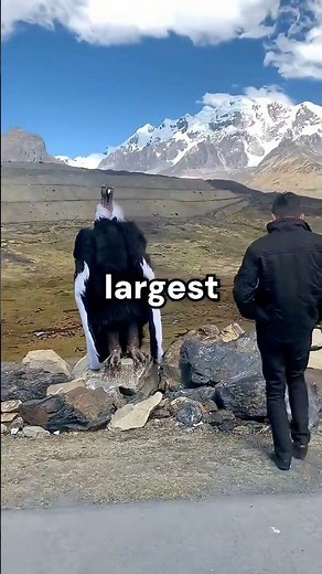 The Largest Bird In The World 🤯