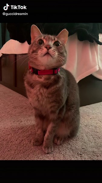 Carrying Love: A Tattoo Tribute to Cats and Kittens