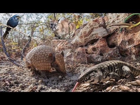 ANIMAIS INCRÍVEIS QUE VIVEM NO BIOMA CAATINGA