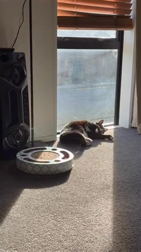 15 reactions · 3 comments | Cats Protection League Canterbury - NZ on Reels | Facebook