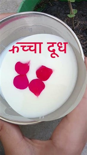 ये 5 नियम जान लीजिए तुलसी माता की पूजा से पहले 🙏#tulsi #tulsimata #tulsivivah #pradeepmishra
