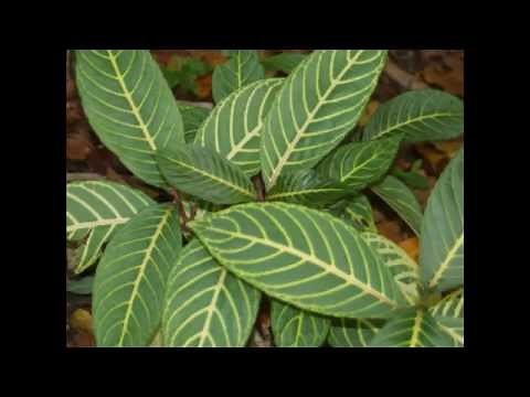 David "Feet" Rogers, The Lanai Sessions