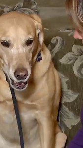 127K views · 4.1K reactions | Our dogs need calm confident energy. The mom's son, Mason, is scared to even enter the house because the dog makes him feel uncomfortable. He is afraid that the dog, Buddy, will lash out. This video series focuses on when to give affection at the right time and to make sure you are not rewarding the wrong behavior! #betterhumansbetterplanet | Cesar Millan | Facebook