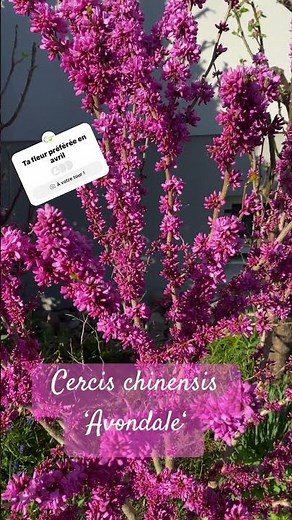 Cercis chinensis Avondale #flowers #spring #amour #nature #love #arbredejudée #vegetosphere