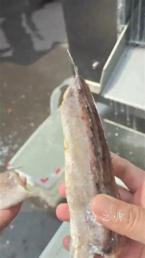 Fish Scaling Machine #fishprocessing #machine #fillet #seafoodprocessing