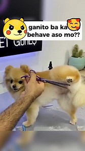 1.8M views · 46K reactions | adorable dog became cute bear❤️ #doglover #petgrooming #fypviralシ #reelschallenge #highlightseveryonefollowers #caezargoesrandom @highlight | Caezar Robles | Facebook