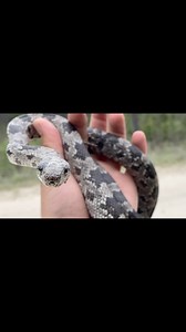 5.1K views · 76 reactions | I found this gray rat snake moving right before a light shower started. ️  | Justin Doll | Facebook