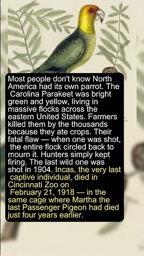 America's Only Native Parrot Was Extinct by 1918 #animal #shorts